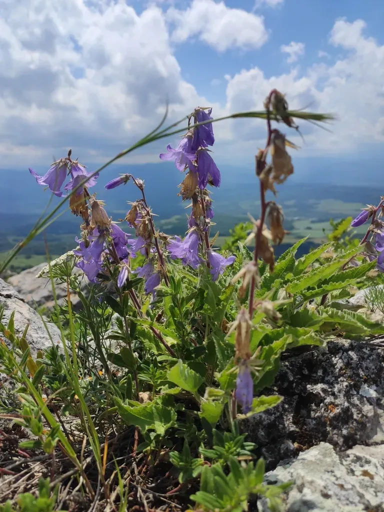 Campanula Sarmatica