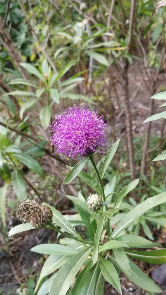 Cheirolophus Metlesicsii