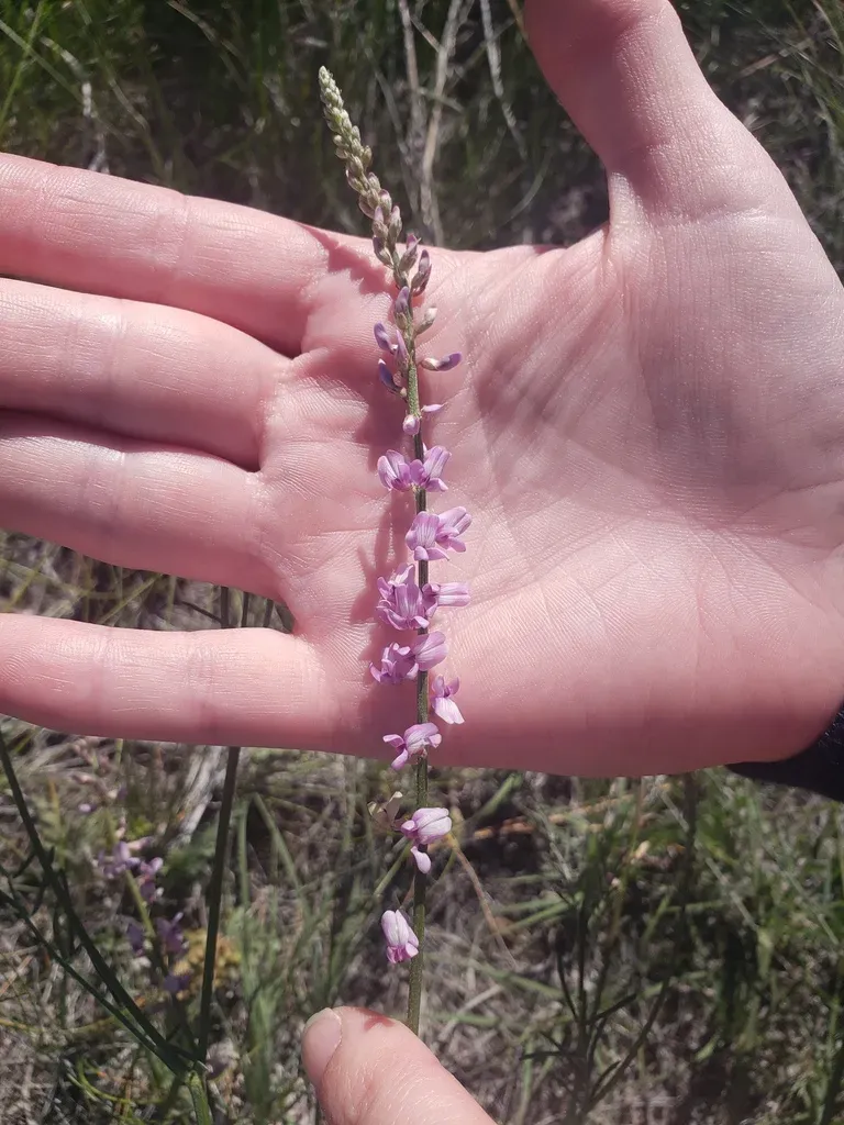 Slender Milkvetch
