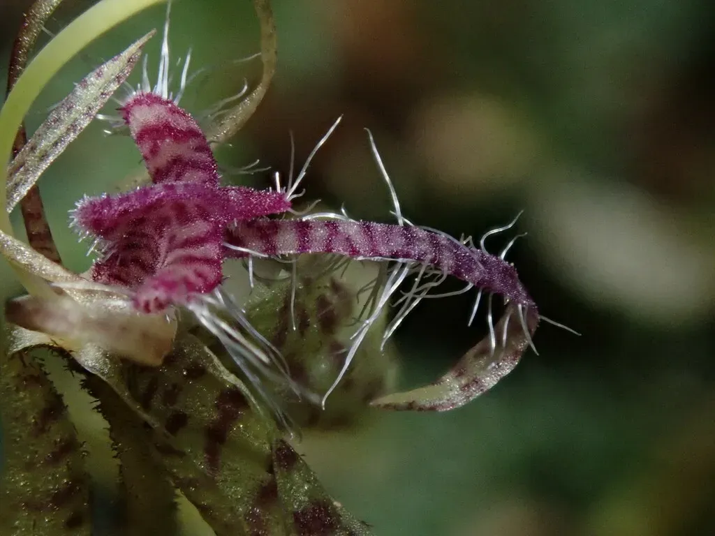 Polycycnis Surinamensis