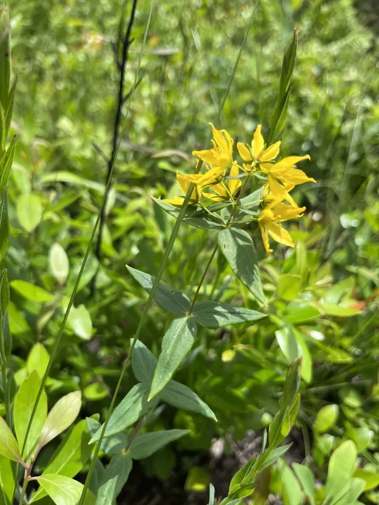 Roughleaf Loosestrife
