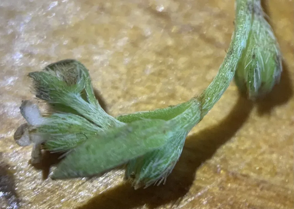 Cascade Popcornflower