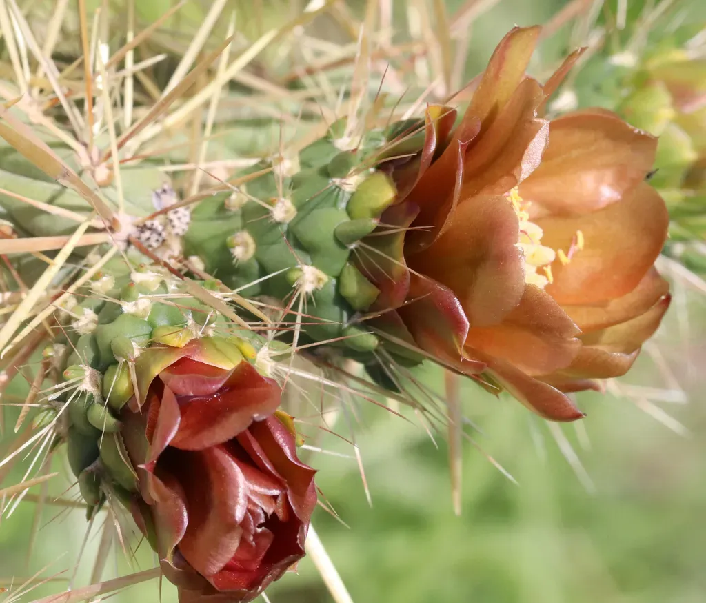 Davis' Cholla