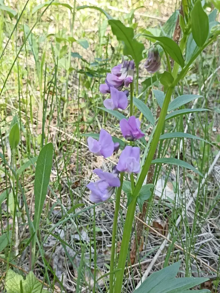 Frolov’s Vetchling