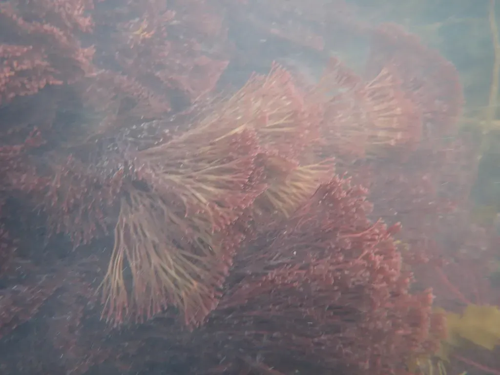 Melanthalia Abscissa