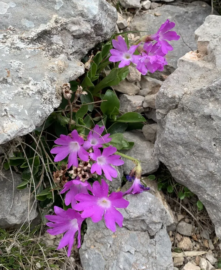 Primula Clusiana