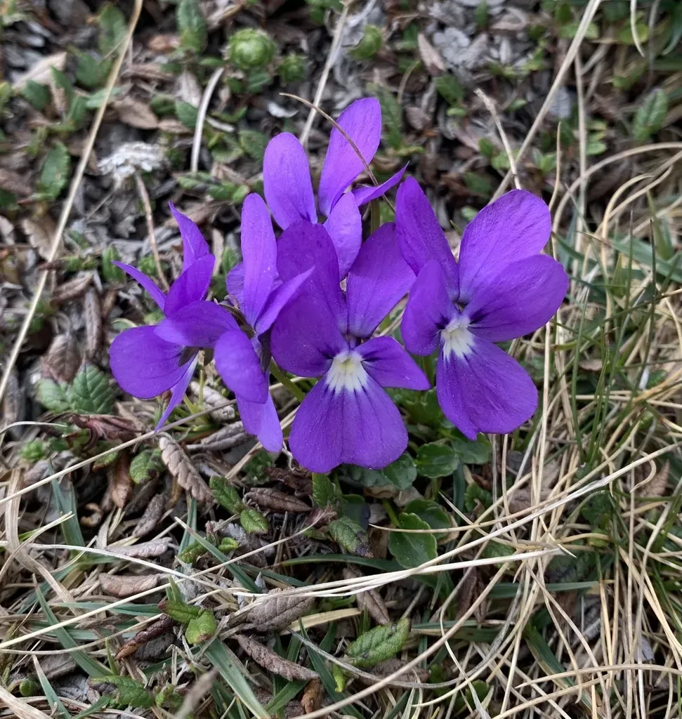 Alpine Pansy
