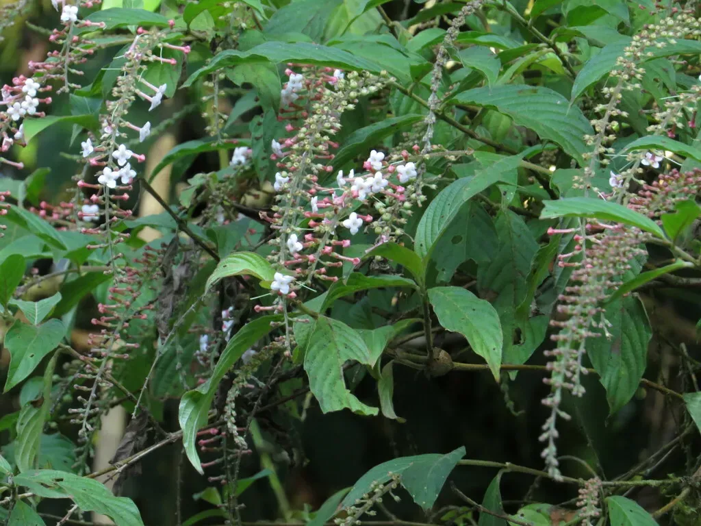 Gonzalagunia Rosea