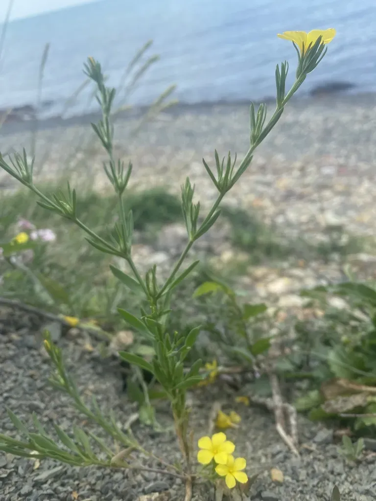 Linum Tauricum
