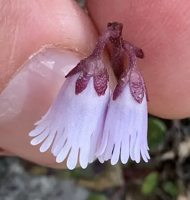 Soldanella Austriaca