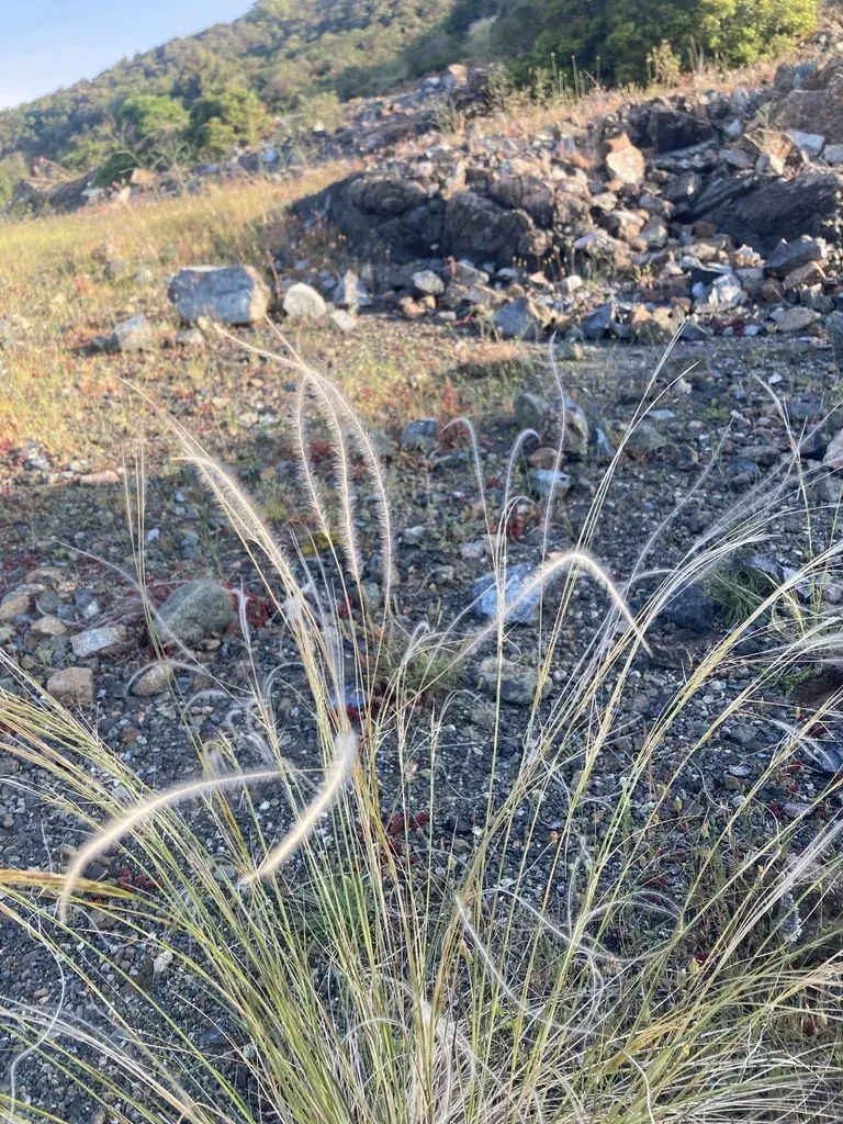 Stipa Etrusca