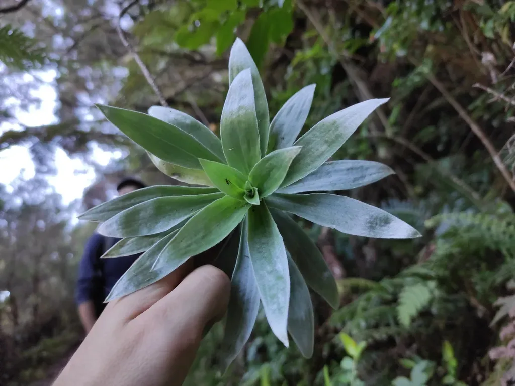 Helichrysum Heliotropifolium