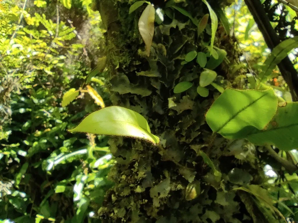 Elaphoglossum Hybridum