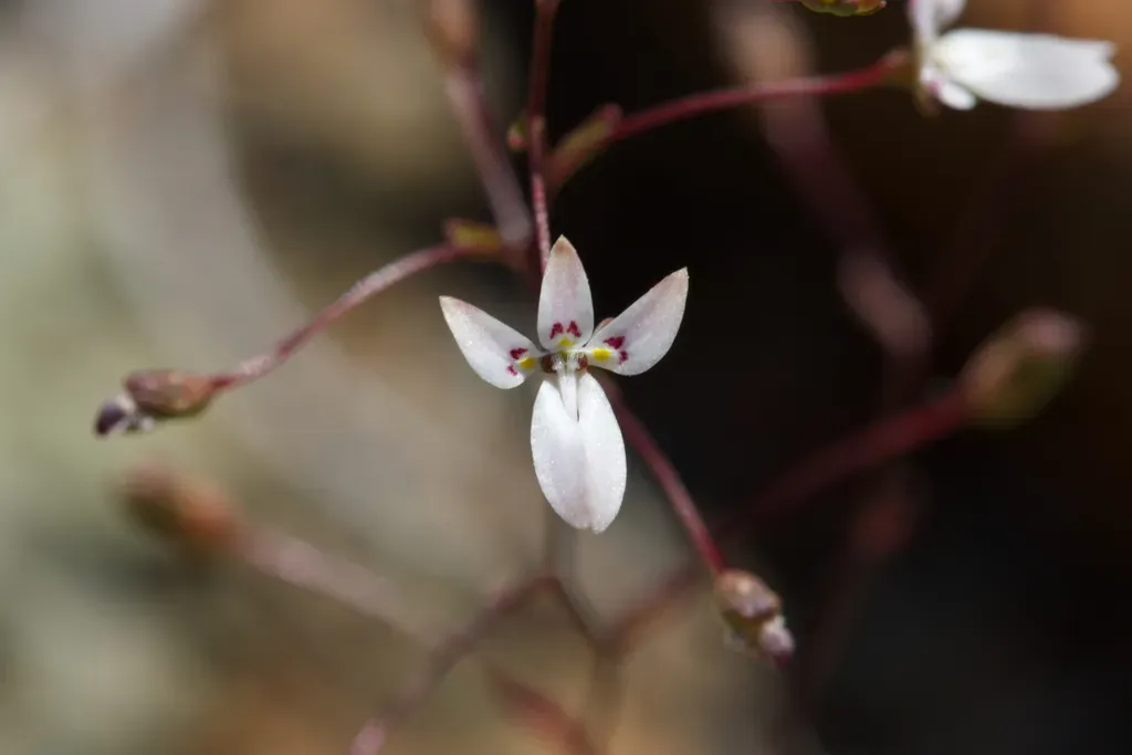 Mountain Threadplant