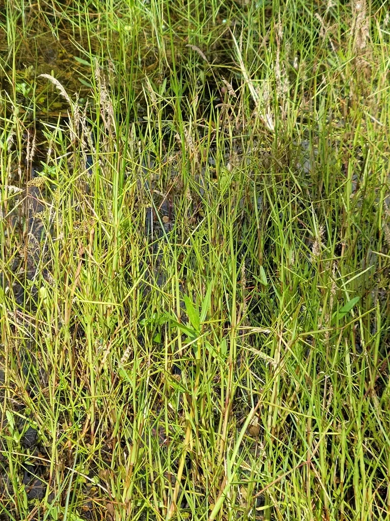 Paspalum Eglume