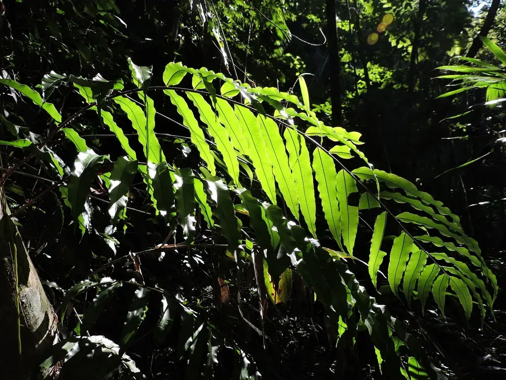 Lomariopsis Marginata