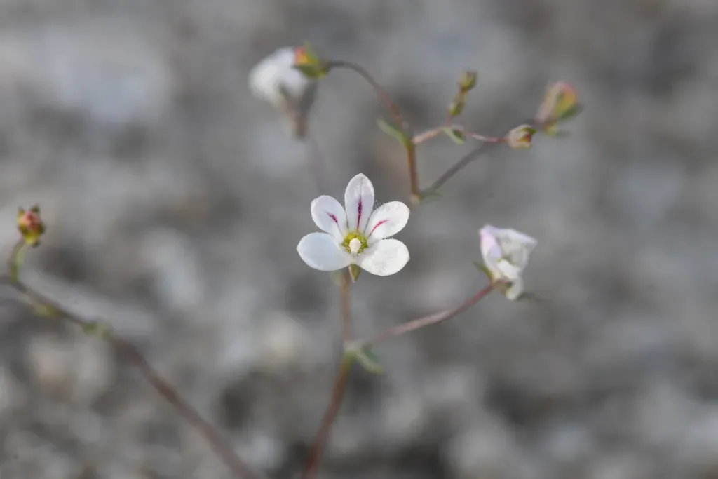 Chimney Creek Nemacladus