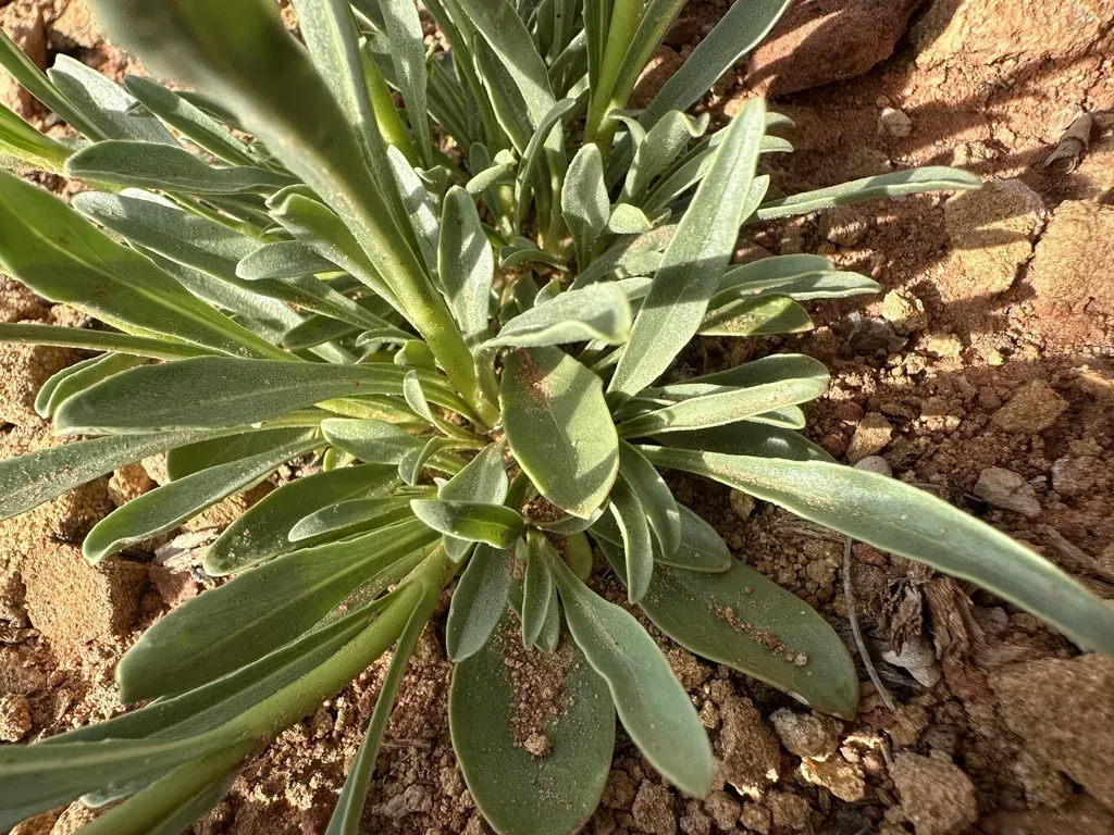 Coiled Anther Penstemon