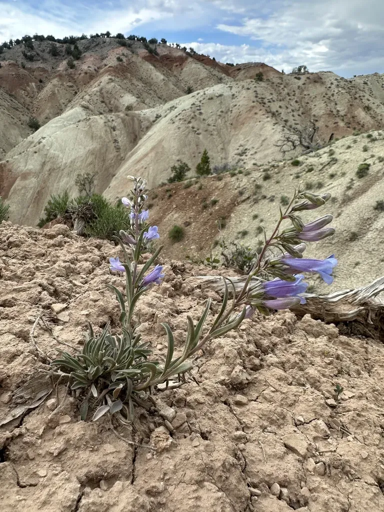 Ward's Beardtongue