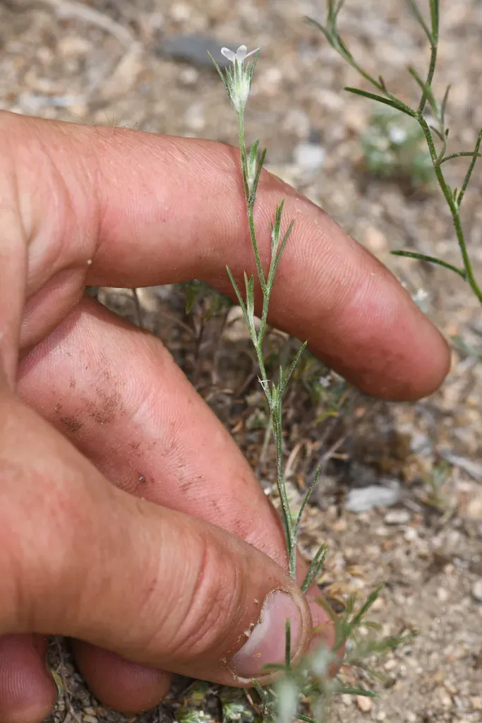Great Basin Woollystar