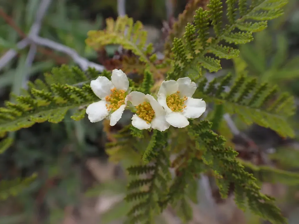 Southern Mountain Misery