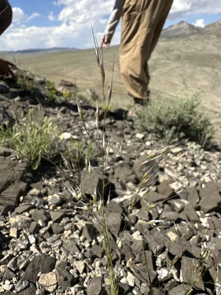 Bloomer's Ricegrass