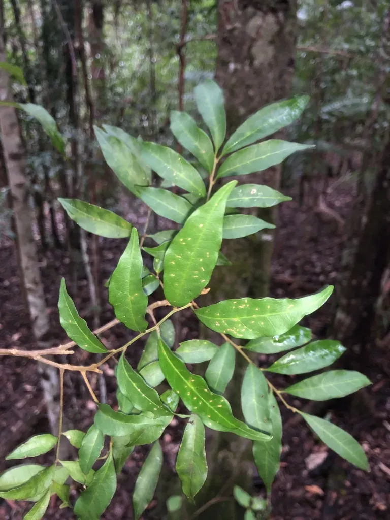 Blunt-leaved Steelwood