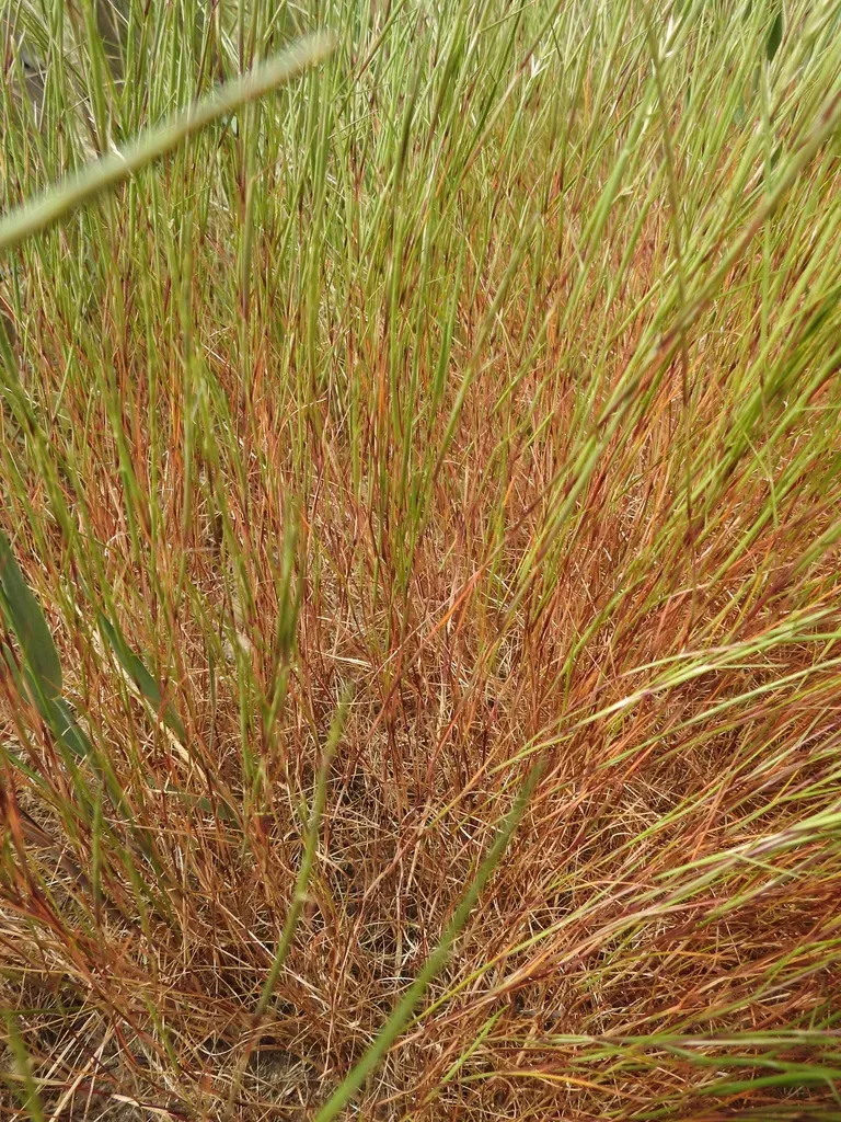 Parapholis Filiformis