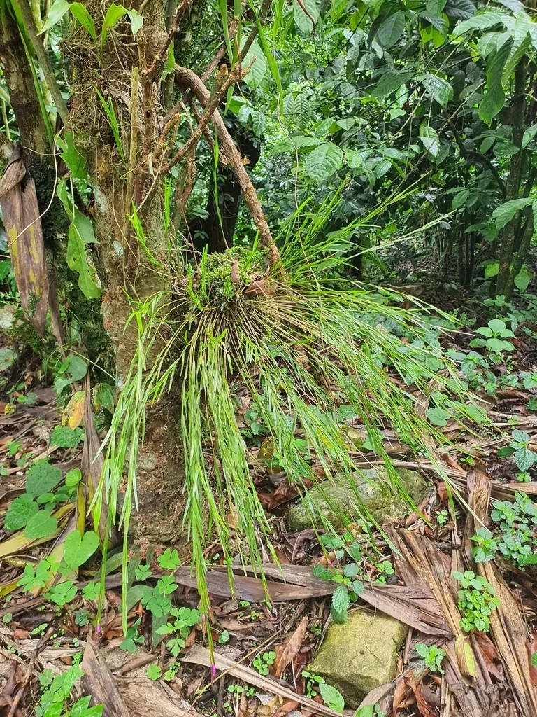 Isochilus Latibracteatus