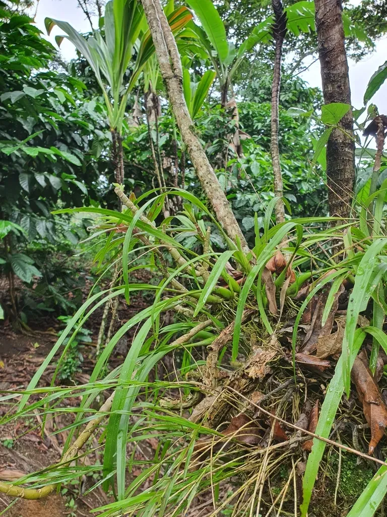 Prosthechea Ochracea