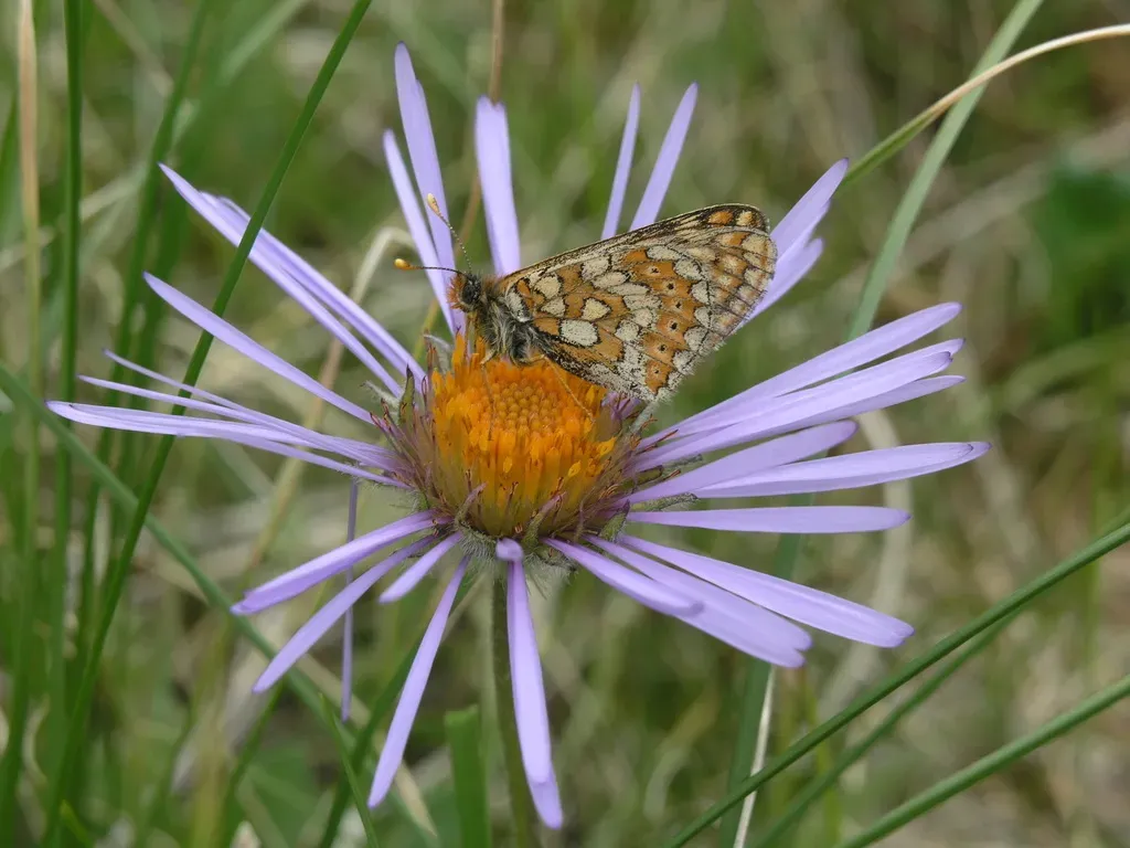 Aster Flaccidus