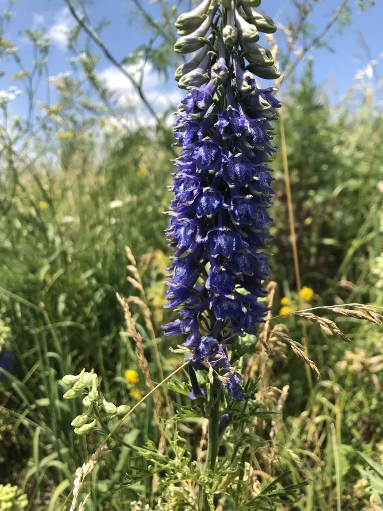 Dwarf Larkspur