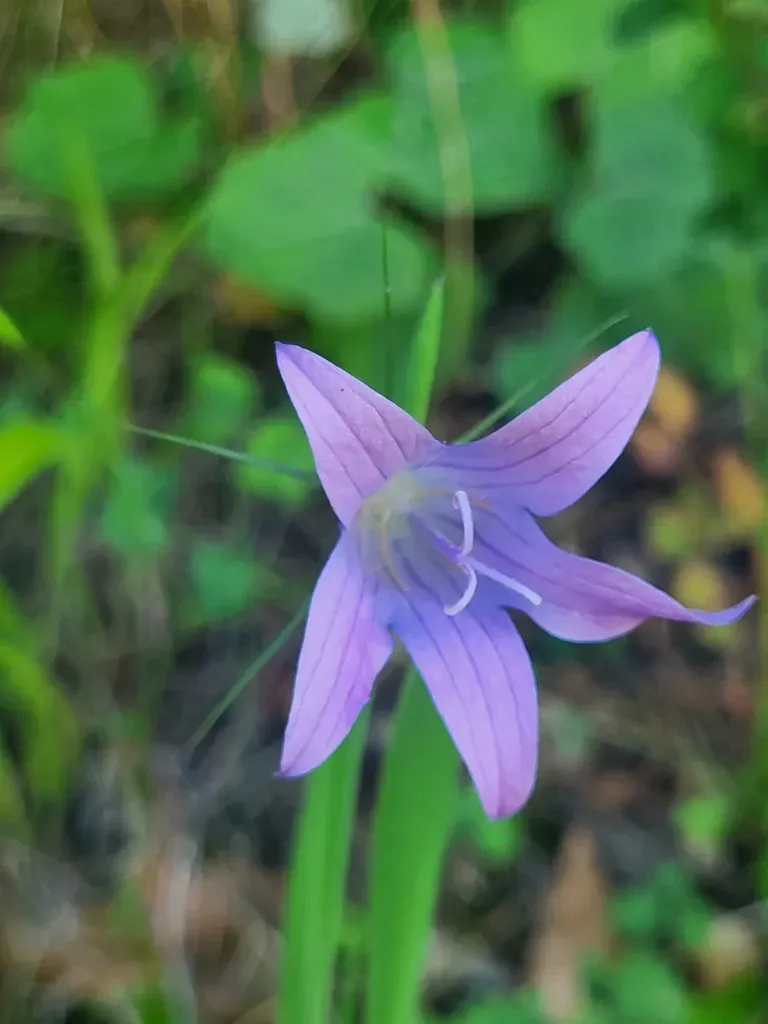 Campanula Spatulata