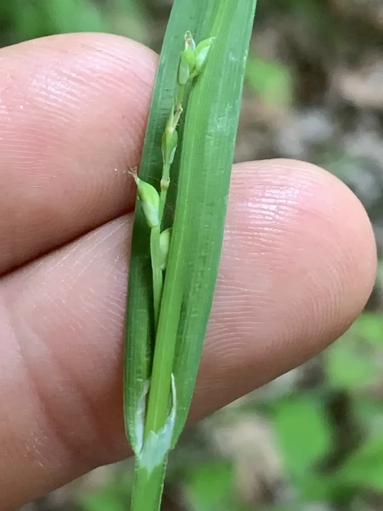Broad Loose-flowered Sedge