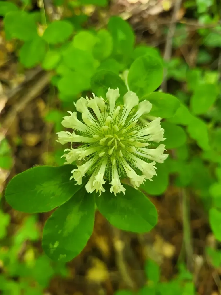 Trifolium Pignantii