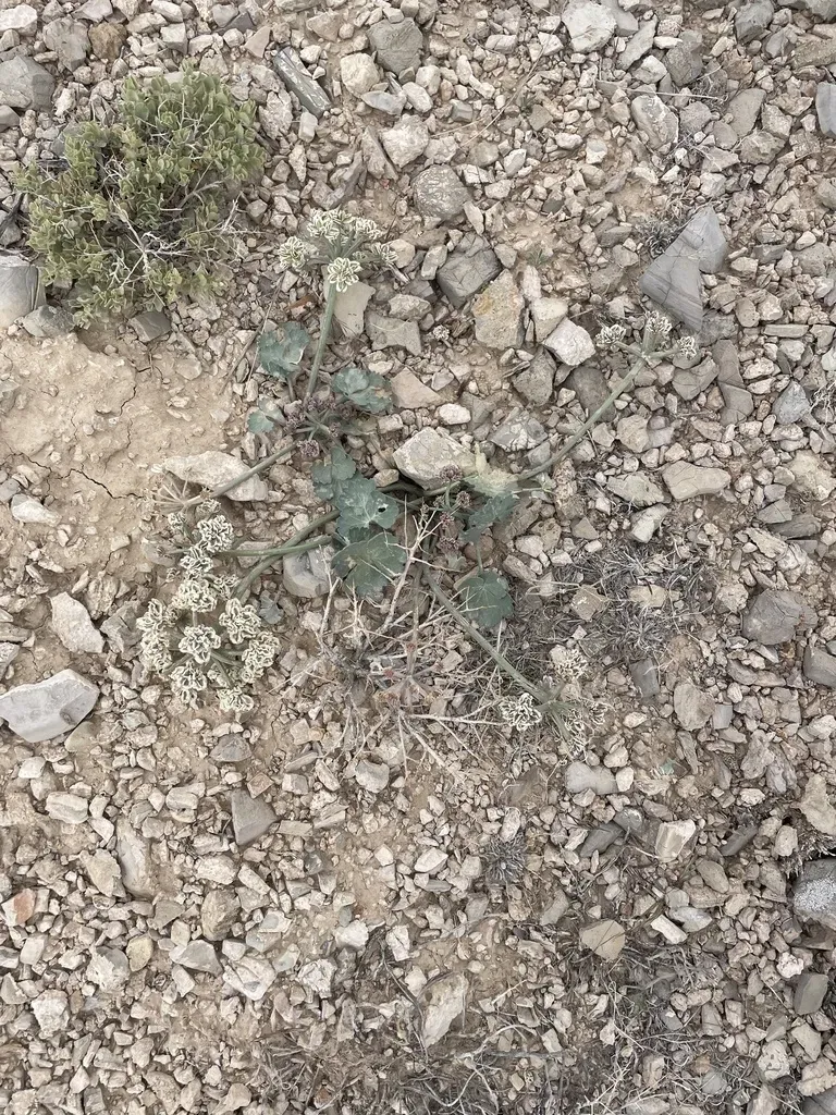 Basalt Springparsley