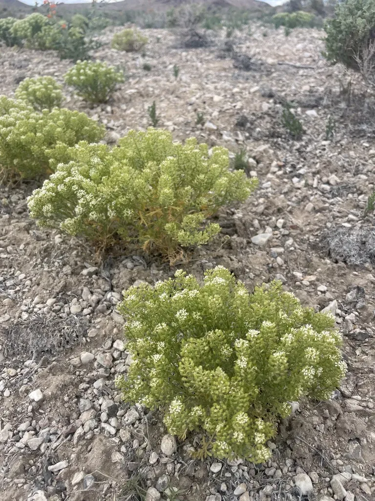 Mountain Pepperweed