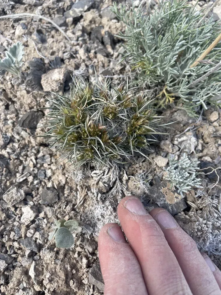 King's Eyelash Grass