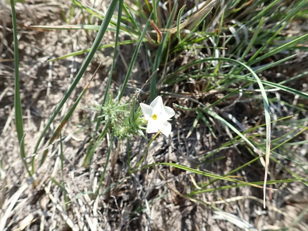 Prairie Phlox