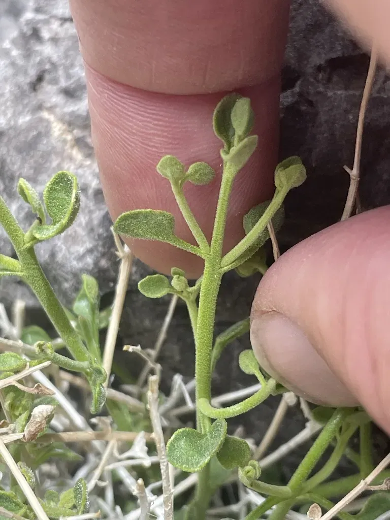 Stansbury's Rockdaisy