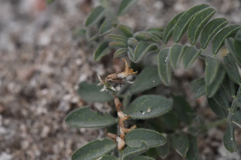 Walker Pass Milkvetch