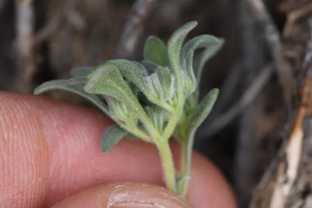 California Fiddleleaf