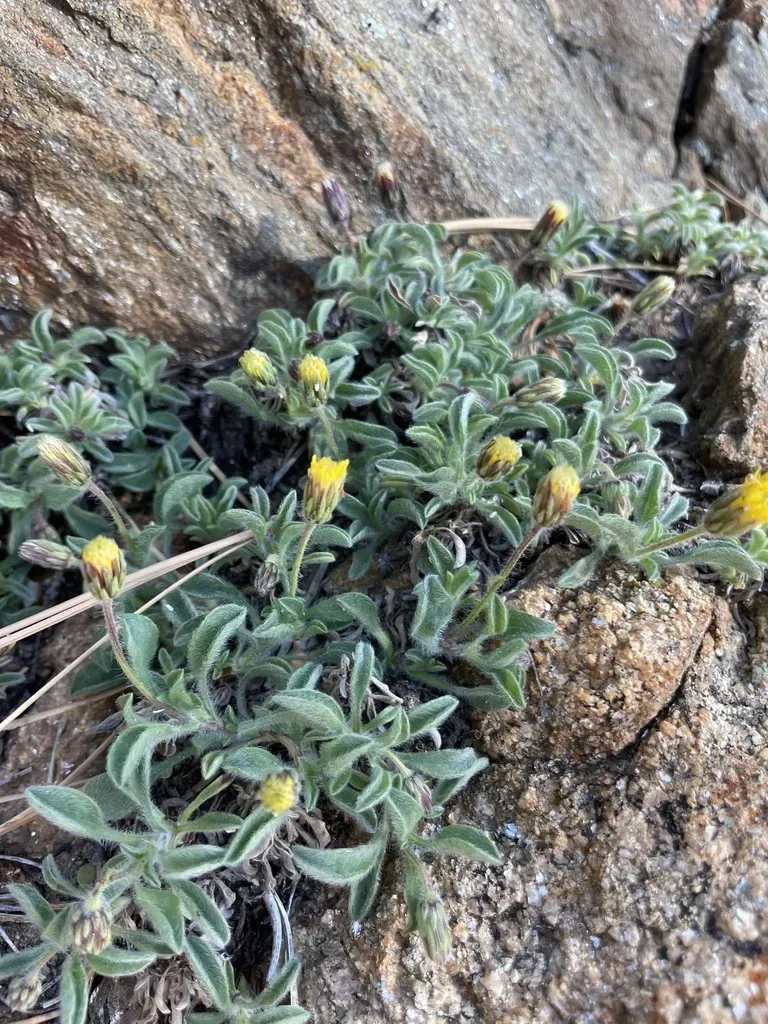 Heterotheca Brandegei