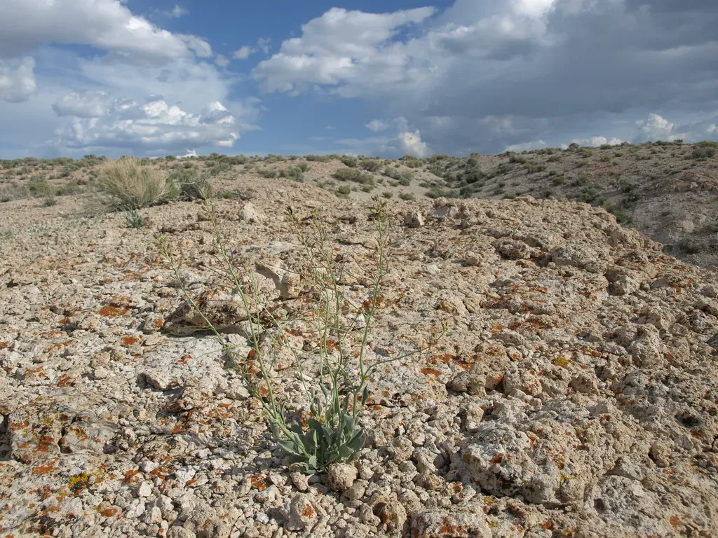 Limestone Jewelflower