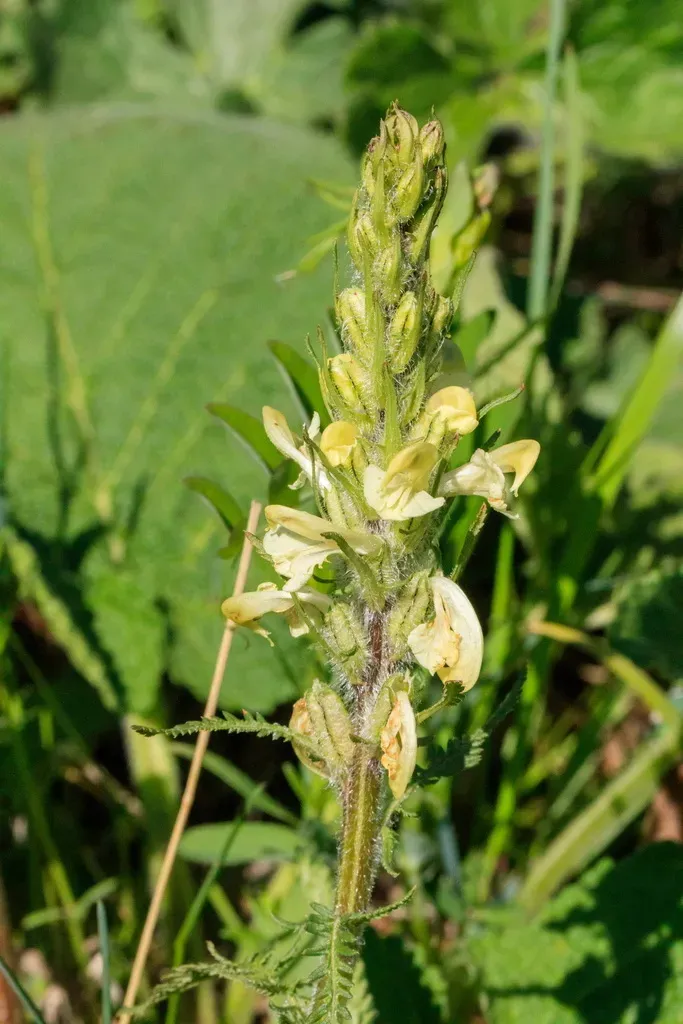 Pedicularis Dolichorrhiza