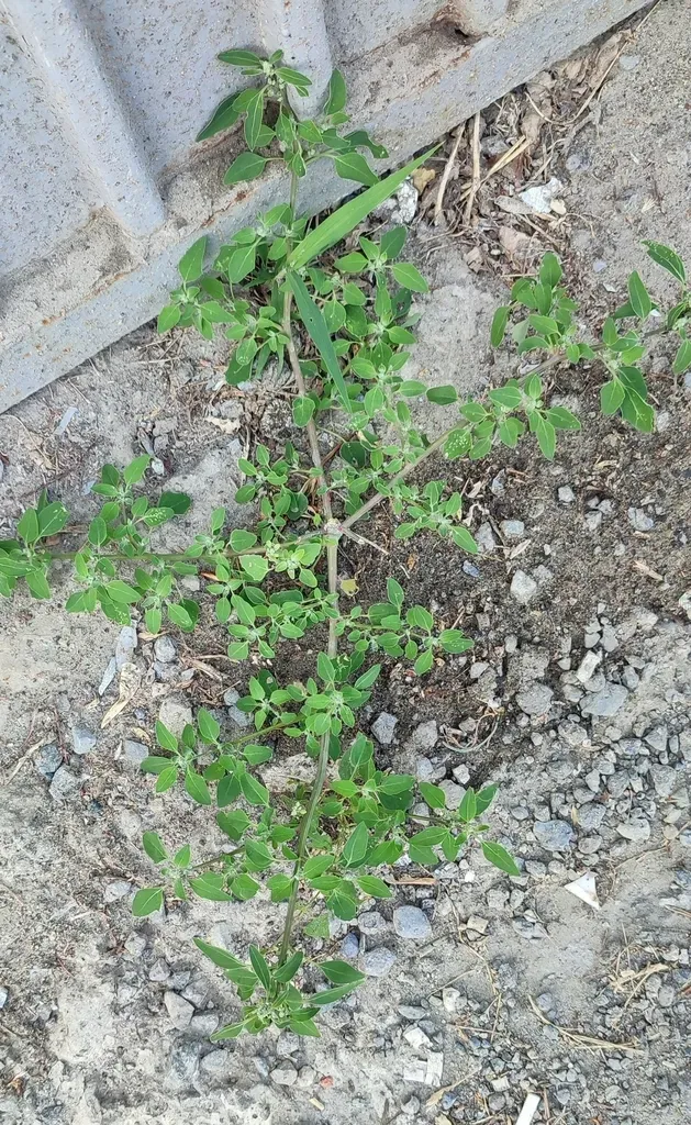 Chenopodium Novopokrovskyanum