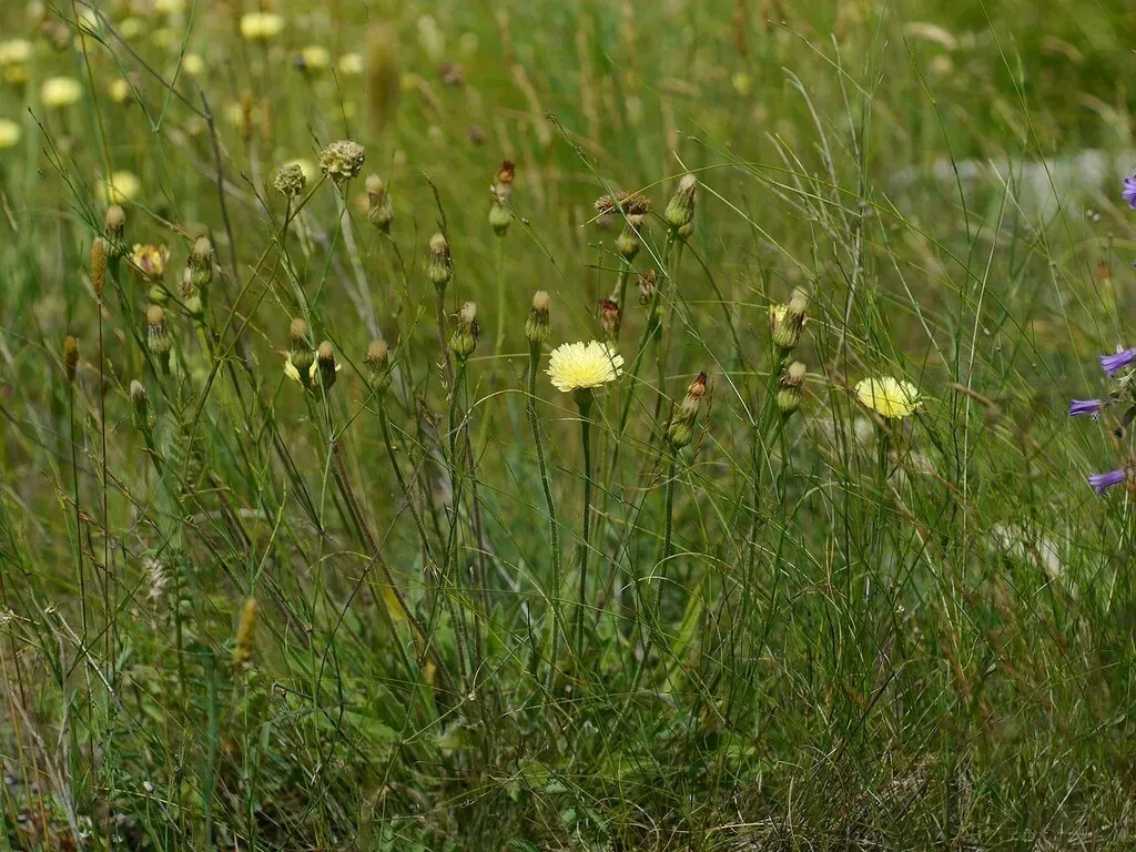Leontodon Biscutellifolius