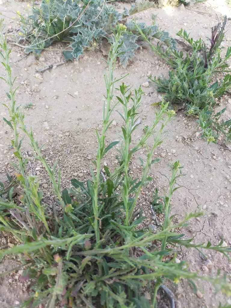Mediterranean Rocket