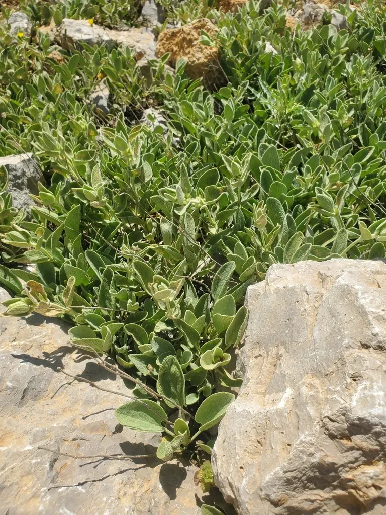 Mount Hermon Lampwick