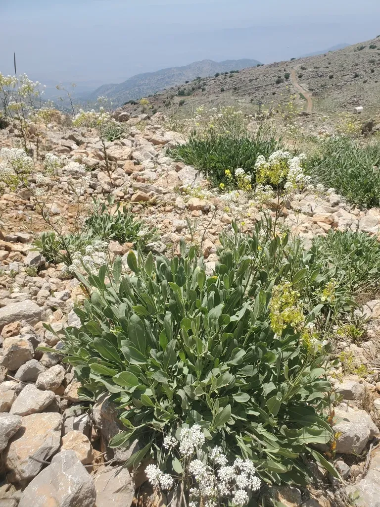 Narrow-leaved Shieldwort